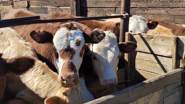 #Молхои#фуруши#сементал#бука#ва#гуночин#доставка#бе#пулай#то#Точикистон+79220355557