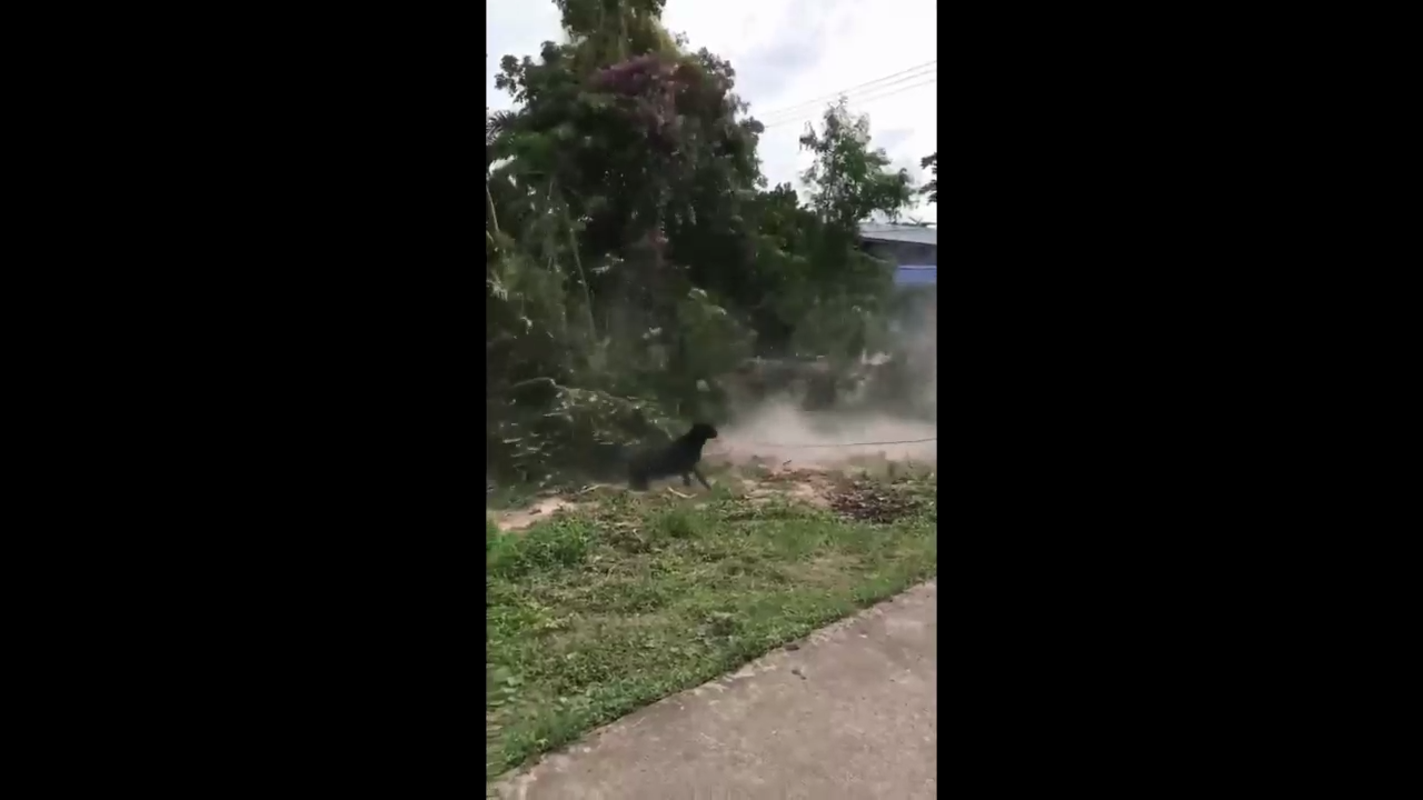 Чуть не пришибли собак смотреть онлайн