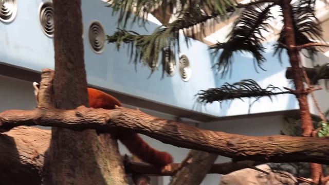 Red Panda aka Firefox at Singapore Zoo River Safari 2015 смотреть онлайн
