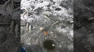 Смиренка 2017г, Приморский край, Кипарисово2