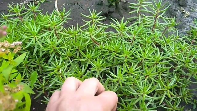Цветущие почвопокровные из семян за один сезон.
