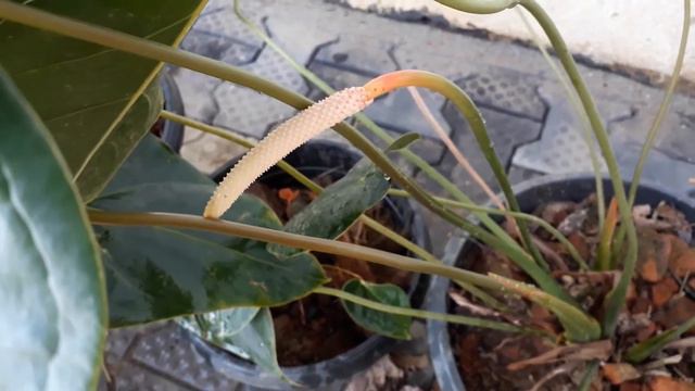 Nature Knows Best смотреть онлайн