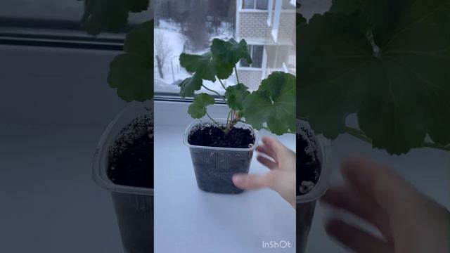 Пеларгония ЛиА Кизомба  цветоводство пеларгония flowers