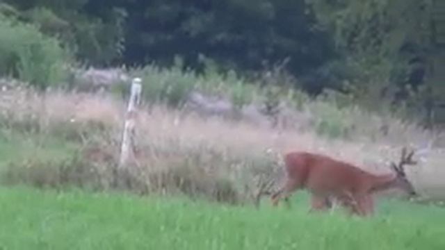 ATTACK of Killer Insects while out filming wildlife смотреть онлайн