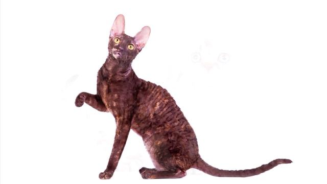 Корниш рекс кошка
