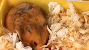 Первый ДЕНЬ ЖИЗНИ ХОМЯЧАТ / Как ухаживать за хомячатами /  How to care for the hamsters / АЛИСА ИЗИ