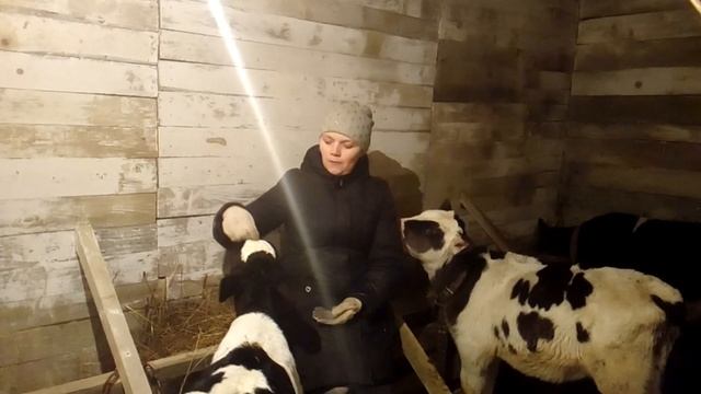 Купили телёнка! Как и чем кормим телят! смотреть онлайн