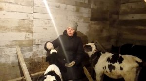 Купили телёнка! Как и чем кормим телят!