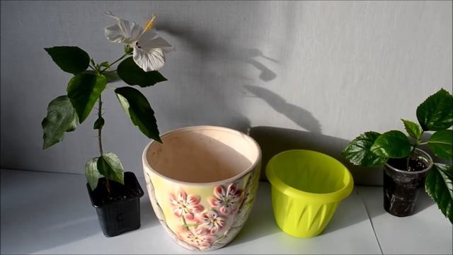 Почему не цветет гибискус? Стимулирование цветения гибискуса смотреть онлайн