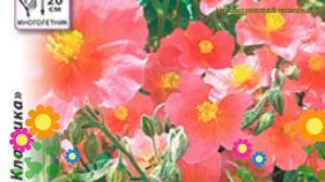 Солнцецвет гибридный Солнцецвет. Краткий обзор, описание характеристик helianthemum