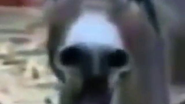 Осёл ржёт