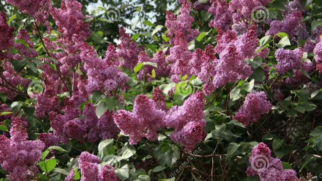 《 Сирень сегодня поутру...》: Музыкальная поэзия смотреть онлайн