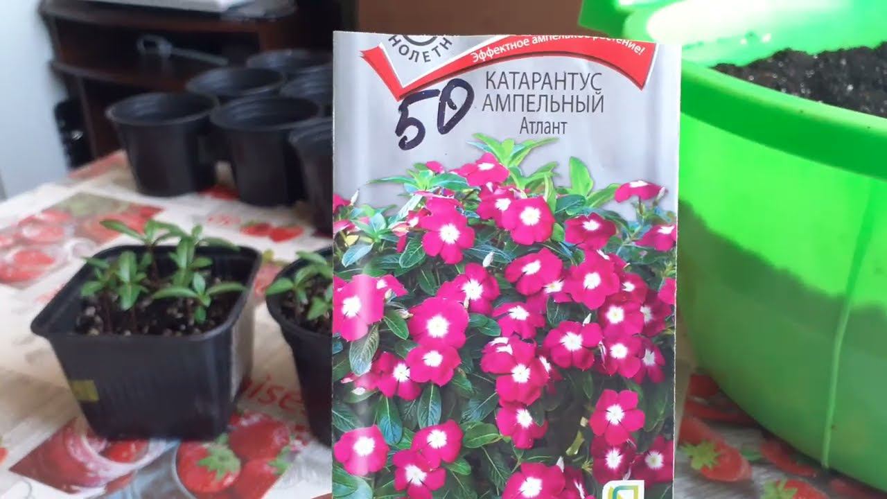 Дела садовые, пикирую Катарантус . Очень красивый цветок .Красоты много не бывает . Друзья.
