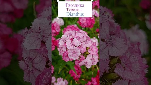 Гвоздика Турецкая ?Dianthus barbatus.