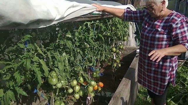 Обзор томатов Золото востока и Сердце Ашхабада.