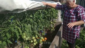 Обзор томатов Золото востока и Сердце Ашхабада.