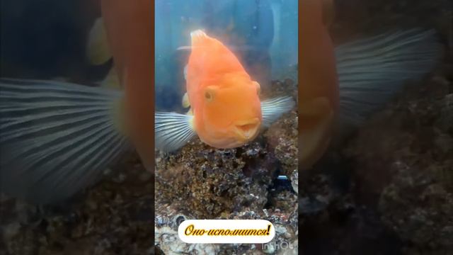 Загадывайте желание Золотой Рыбке, и оно обязательно сбудется) #золотаярыбка #желание