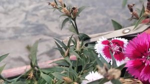 Easy way to deadhead a Dianthus plant to get countless blooming