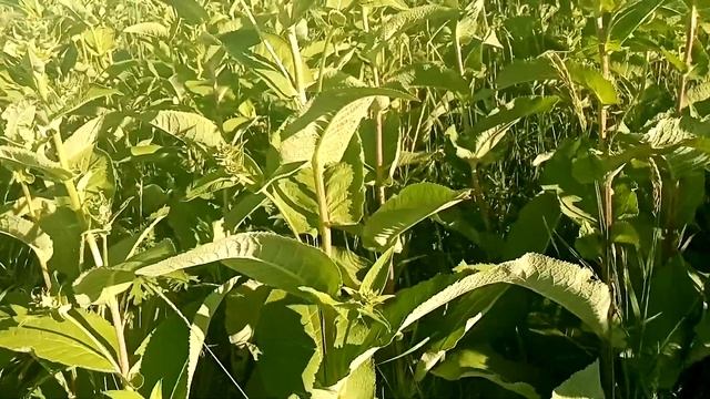 Цветы и листья девясила! Лечим язвенную болезнь желудка и двенадцатиперстной кишки.