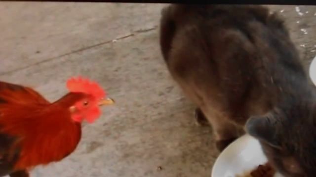 НАГЛЫЙ ПЕТУХ ОТБИРАЕТ ЕДУ У НАШЕГО БАРСИКА смотреть онлайн