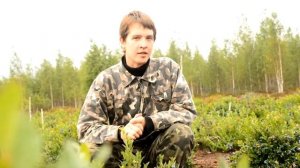 Голубика узколистная. БГТУ (Минск). Лесохозяйственный факультет