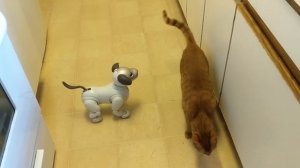 Sony Aibo Review: New dog, new tricks