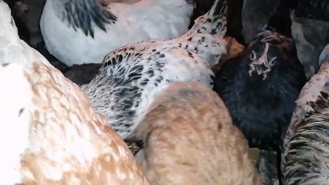 Мои помесные цыплята, больше 100 цыплят /Скоро будет переселение цыплят в новый курятник, куры брам смотреть онлайн