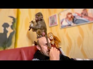 КОШМАР! Я не могу Люсю ни поймать, ни одеть! Влада она просто к себе не подпускает! Люська-ГАМАДРИ