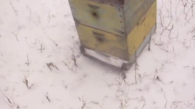 Зимовка пчёл на воле смотреть онлайн