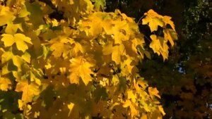 ВИДЕОФОН ОСЕНЬ ЖЕЛТЫЕ ЛИСТЬЯ НА ВЕТРУ