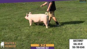 27-4 - Shaffer's Goldrush - Saturday August 11th, 2023 Gilt Sale