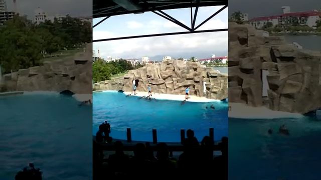 Дельфины танцуют ламбаду ))))))))))))) смотреть онлайн