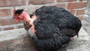 Голошейка Долматинец Sasso/ цветной бройлер/Голошейка sasso