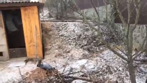 Завелась крыса. Кролики активно роют нору с приходом понижения температуры. Дачная Жизнь ТВ.