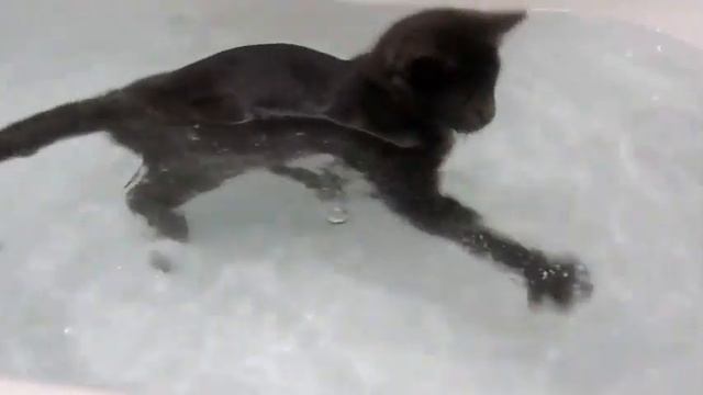 КТО СКАЗАЛ что КОТЫ НЕ ПЛАВАЮТ!!!