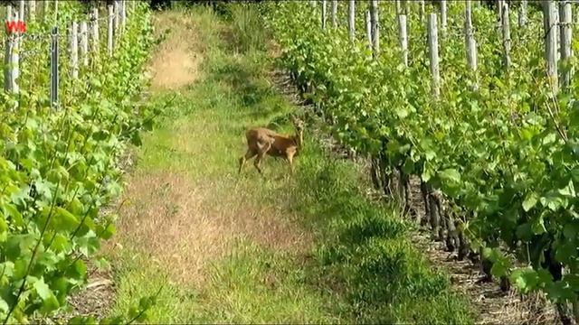 Косуля 2022.3 (нем. Reh) (анг. Roe deer) смотреть онлайн