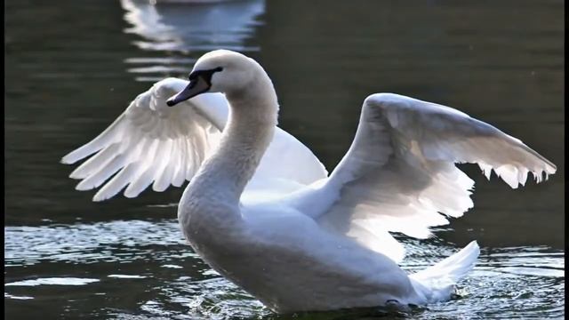 Вальс 'Под небом Парижа'Красивые Лебеди смотреть онлайн