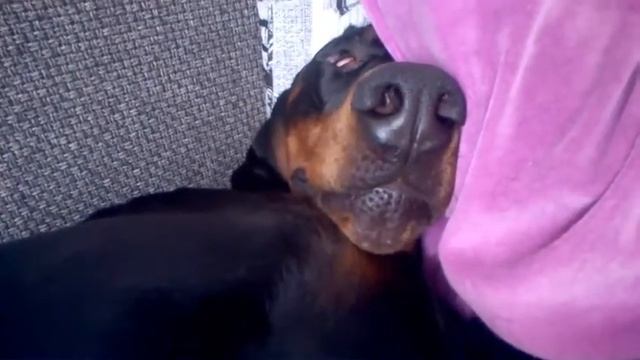 Доберман храпит/Сон/Собака/Дон Кагюст/Смешные собаки смотреть онлайн