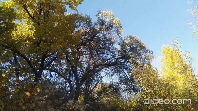 Осенняя природа (Autumn nature)