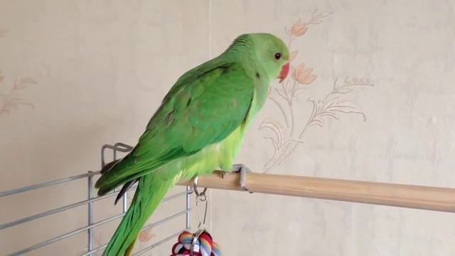 Поем танцуем)) смотреть онлайн