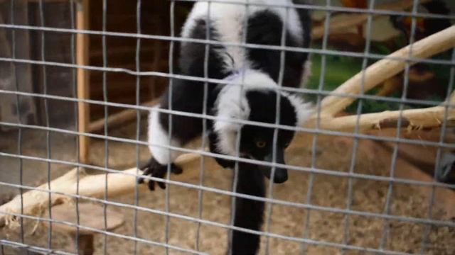 Хутряне диво. Король Джуліан з Мадагаскару)))) Лемур :) смотреть онлайн