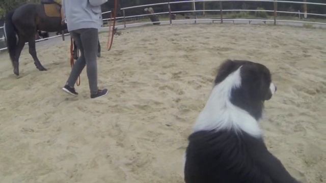 53. Знакомство собаки с другими животными, социализация смотреть онлайн