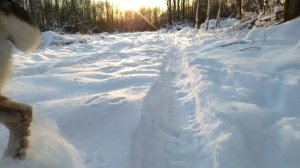 Сдача Металла! Заготовка дров. Будни загородной жизни.