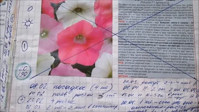 Цветы на балконе - итоги 2015 года часть 1 смотреть онлайн