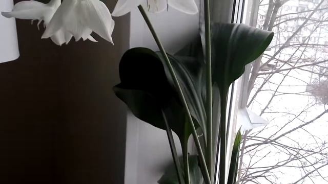 Как цветет Эухарис. Забытое растение дома. смотреть онлайн