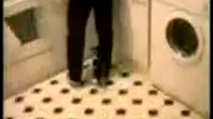 Бешеные коты