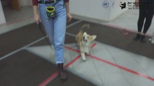 Софья и вельш корги пемброк Шайна. Занятие по дрессировке: обучение собаки движению рядом. Тольятти.