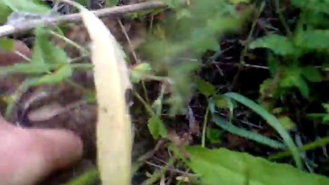 Ой,какой зайчик! смотреть онлайн