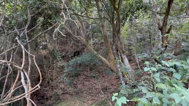 Водопад Диялума (Diyaluma Falls) смотреть онлайн