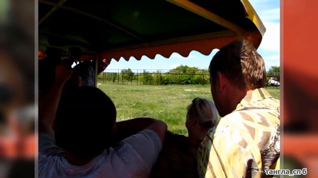 Тайган. Лев Рома проходит через вагончики. смотреть онлайн